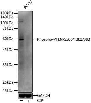 Anti-Phospho-PTEN (Ser380/Thr382/Thr383) Rabbit pAb