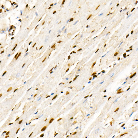 Anti-Phospho-PTEN (Ser380/Thr382/Thr383) Rabbit pAb