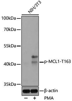 Anti-Phospho-MCL1 (Thr163) Rabbit pAb