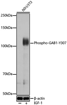 Anti-Phospho-GAB1 (Tyr307) Rabbit pAb