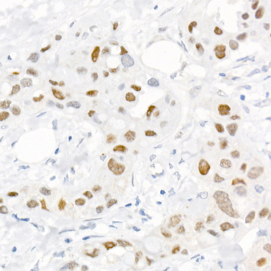 Anti-Phospho-c-Jun (Ser73) Rabbit pAb
