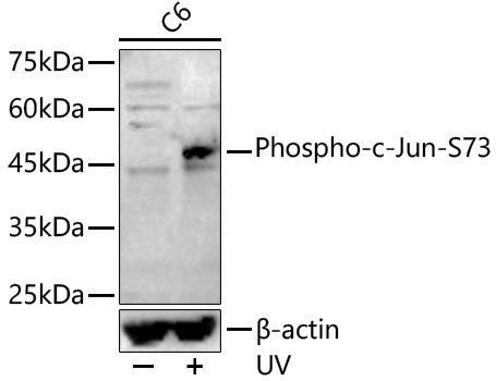Anti-Phospho-c-Jun (Ser73) Rabbit pAb