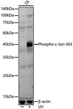 Anti-Phospho-c-Jun (Ser63) Rabbit pAb