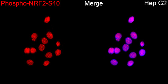 Anti-Phospho-Nrf2 (Ser40) Rabbit pAb