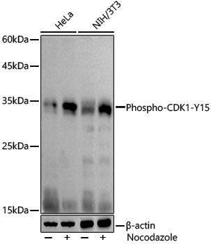 Anti-Phospho-CDK1 (Tyr15) Rabbit pAb