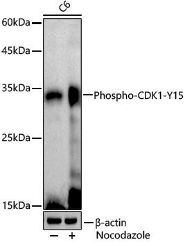 Anti-Phospho-CDK1 (Tyr15) Rabbit pAb