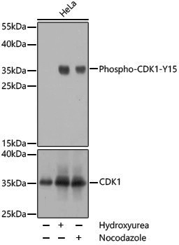 Anti-Phospho-CDK1 (Tyr15) Rabbit pAb