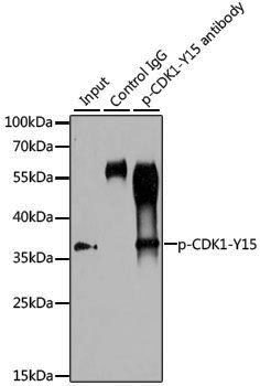 Anti-Phospho-CDK1 (Tyr15) Rabbit pAb