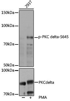 Anti-Phospho-PKC delta (Ser645) Rabbit pAb