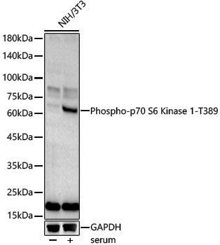 Anti-Phospho-S6K1 (Thr389) Rabbit pAb
