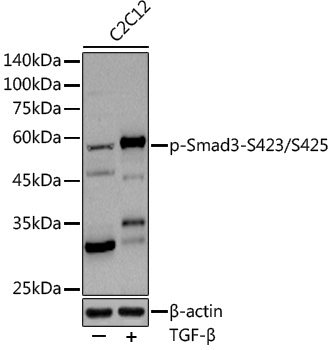 Anti-Phospho-Smad3 (Ser425) Rabbit pAb