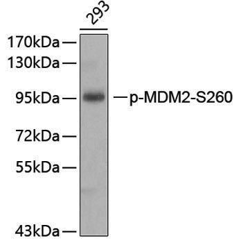 Anti-Phospho-MDM2 (Ser260) Rabbit pAb