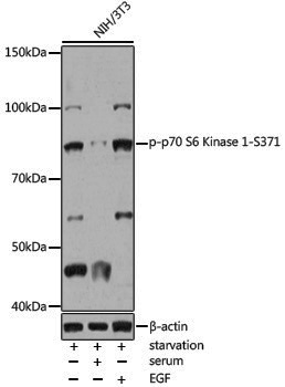 Anti-Phospho-S6K1 (Ser371) Rabbit pAb