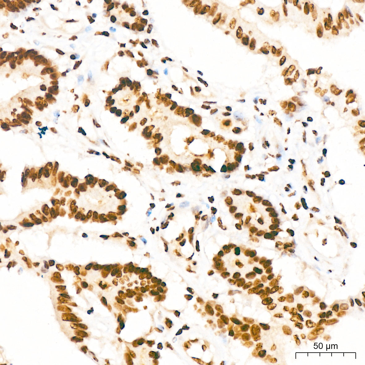Anti-Phospho-p38 (Tyr182) Rabbit pAb