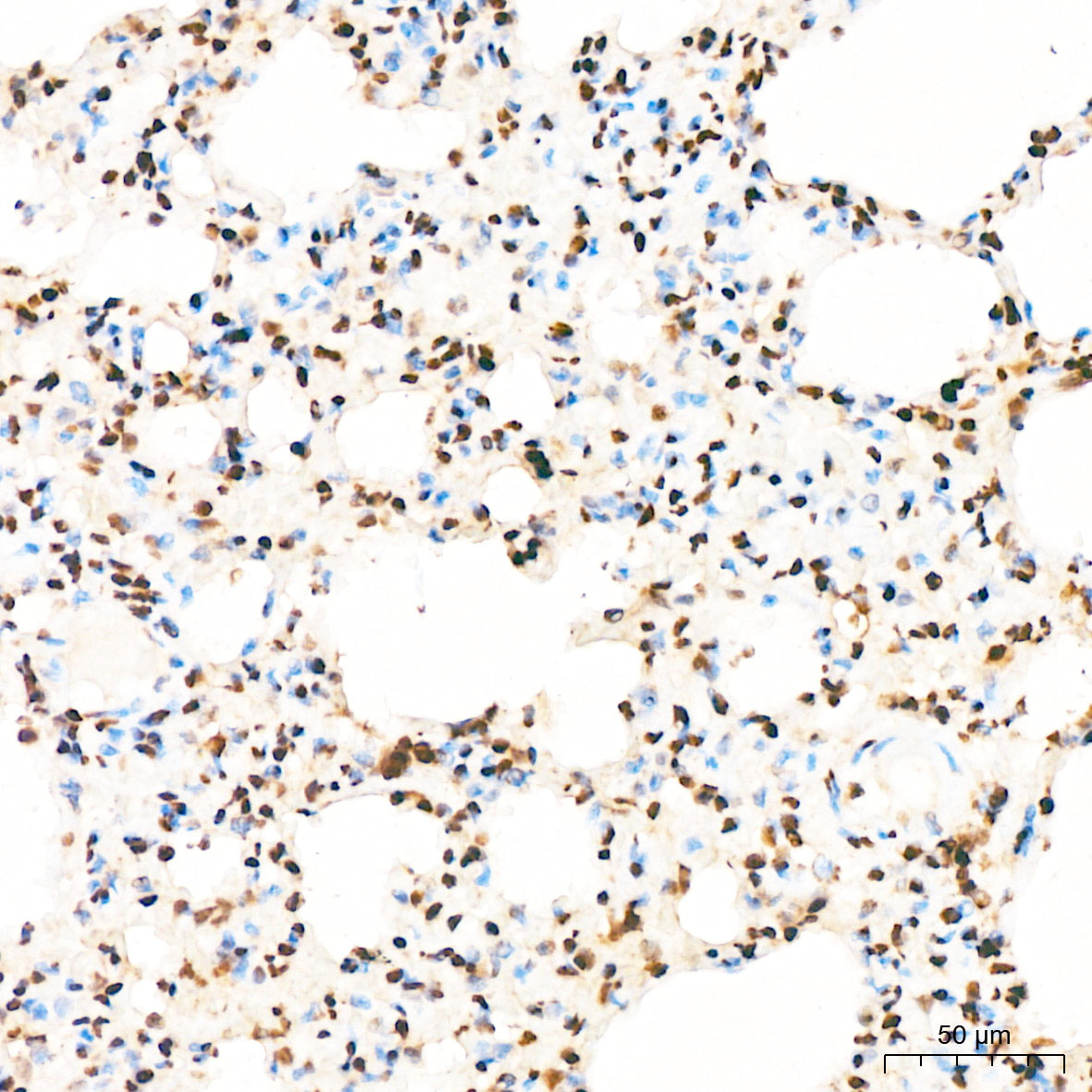 Anti-Phospho-p38 (Tyr182) Rabbit pAb