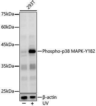 Anti-Phospho-p38 (Tyr182) Rabbit pAb