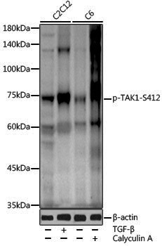Anti-Phospho-TAK1 (Ser412) Rabbit pAb
