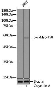 Anti-Phospho-c-Myc (Thr58) Rabbit pAb