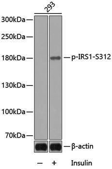 Anti-Phospho-IRS1 (Ser312) Rabbit pAb