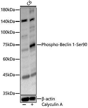 Anti-Phospho-Beclin 1 (Ser90) Rabbit pAb