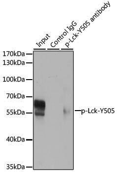 Anti-Phospho-Lck (Tyr505) Rabbit pAb