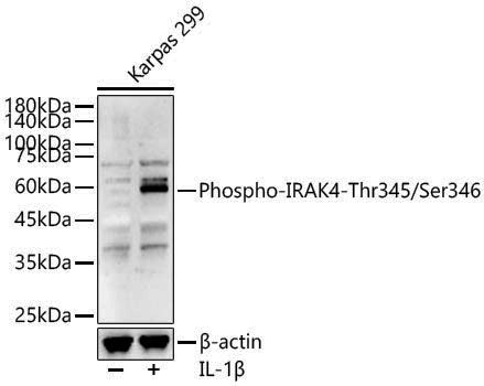 Anti-Phospho-IRAK4 (Thr345/Ser346) Rabbit pAb