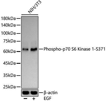 Anti-Phospho-S6K1 (Ser371) Rabbit pAb