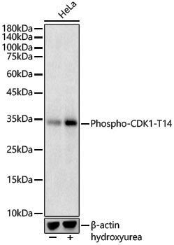 Anti-Phospho-CDK1 (Thr14) Rabbit pAb