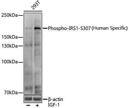 Anti-Phospho-IRS1 (Ser307) Rabbit pAb