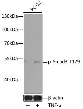 Anti-Phospho-Smad3 (Ser425) Rabbit pAb