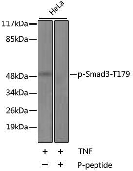 Anti-Phospho-Smad3 (Ser425) Rabbit pAb