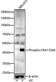 Anti-Phospho-Chk1 (Ser345) Rabbit pAb