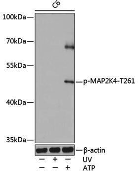 Anti-Phospho-MEK4 (Thr261) Rabbit pAb