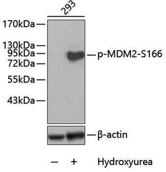 Anti-Phospho-MDM2 (Ser166) Rabbit pAb