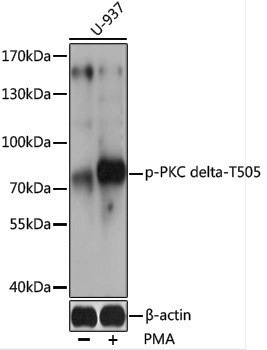 Anti-Phospho-PKC delta (Thr505) Rabbit pAb