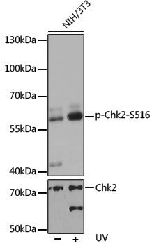 Anti-Phospho-Chk2 (Ser516) Rabbit pAb