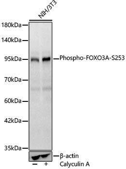 Anti-Phospho-FOXO3A (Ser253) Rabbit pAb