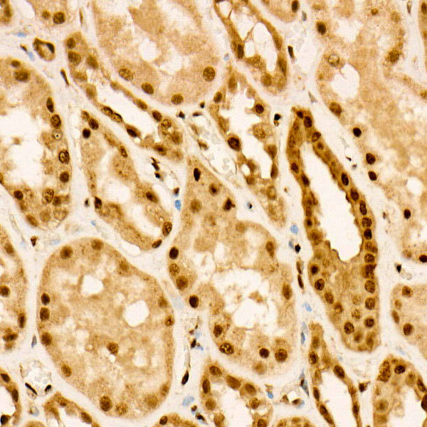 Anti-Phospho-FOXO3A (Ser253) Rabbit pAb