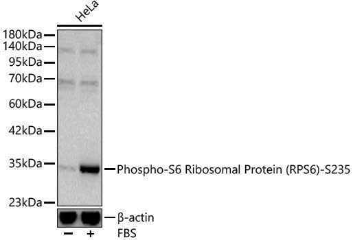Anti-Phospho-RPS6 (Ser235) Rabbit pAb