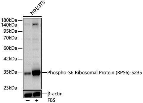 Anti-Phospho-RPS6 (Ser235) Rabbit pAb