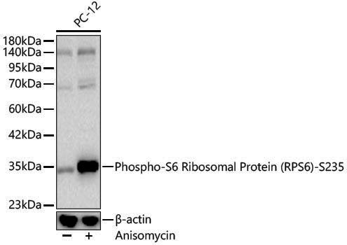 Anti-Phospho-RPS6 (Ser235) Rabbit pAb