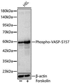 Anti-Phospho-VASP (Ser157) Rabbit pAb