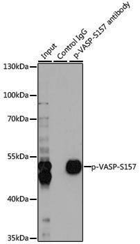 Anti-Phospho-VASP (Ser157) Rabbit pAb