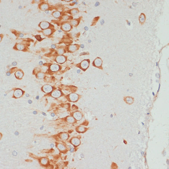 Anti-Phospho-VASP (Ser157) Rabbit pAb