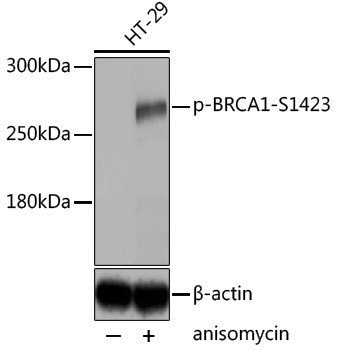 Anti-Phospho-BRCA1 (Ser1423) Rabbit pAb