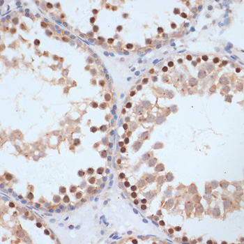 Anti-Phospho-BRCA1 (Ser1423) Rabbit pAb