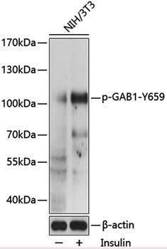 Anti-Phospho-GAB1 (Tyr659) Rabbit pAb
