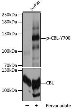 Anti-Phospho-CBL (Tyr700) Rabbit pAb