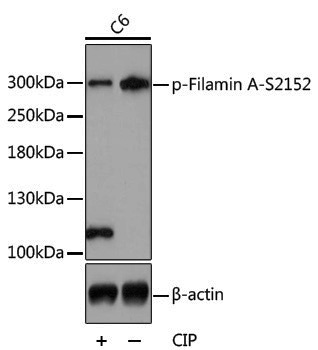 Anti-Phospho-Filamin A (Ser2152) Rabbit pAb