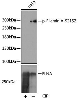 Anti-Phospho-Filamin A (Ser2152) Rabbit pAb